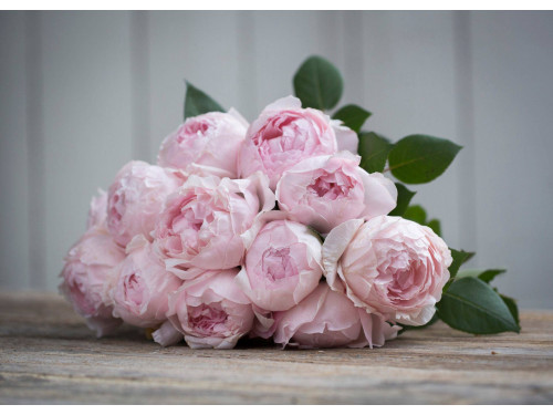 Premium Scented Garden Rose Peony Pink